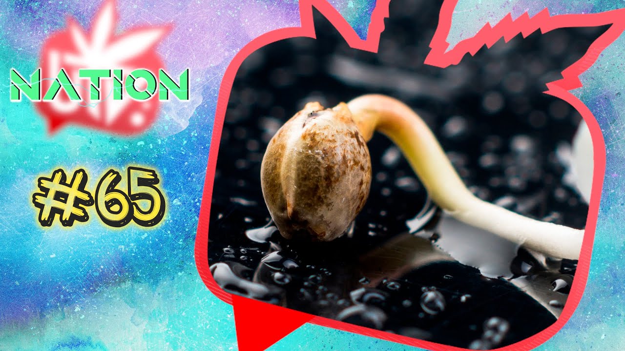 UNDERGROW NATION #65: CULTIVO: Germinaci&oacute;n de semillas y Sensi Amnesia