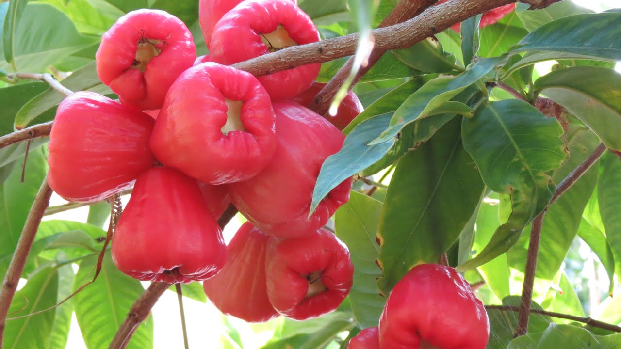 Tropical Fruit in California? Jambu Wax Apple