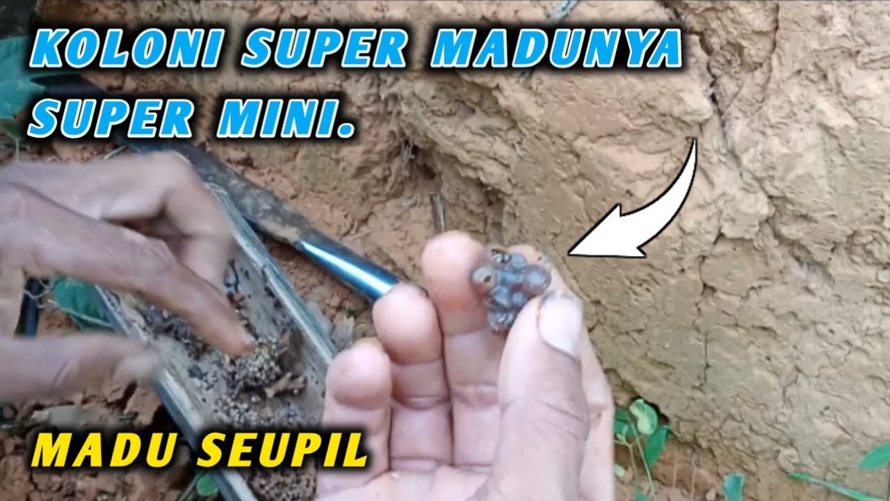 pemindahan lebah madu klanceng tanah yang benar.lebah trigona tanah.