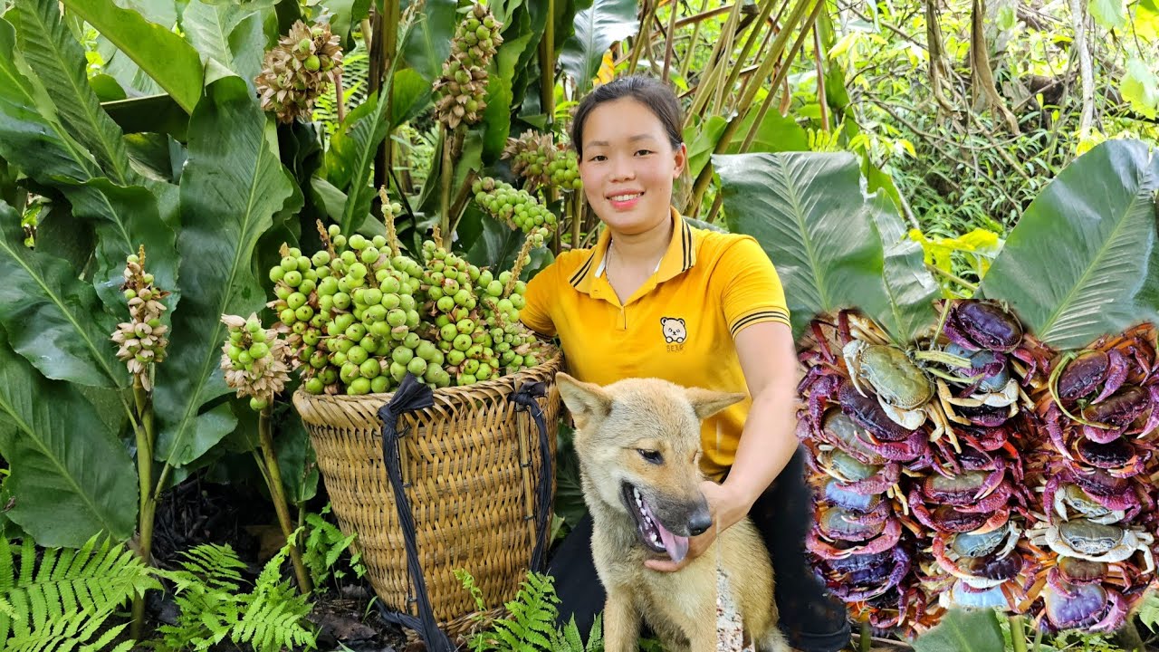 Harvest Fruits & Wild Crab Bring to Market to sell - Pet Care | Trieu Mai Huong