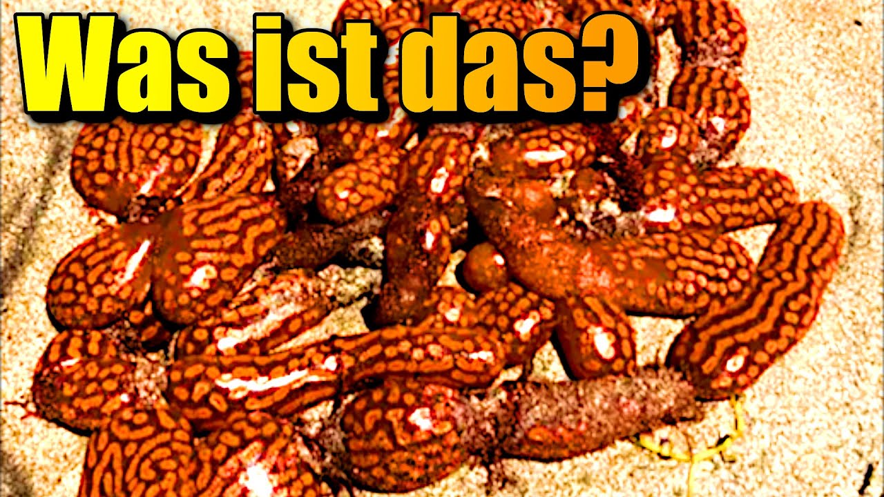 IRRE! Dieses BIZARRE Schleimwesen ist mit Menschen verwandt!