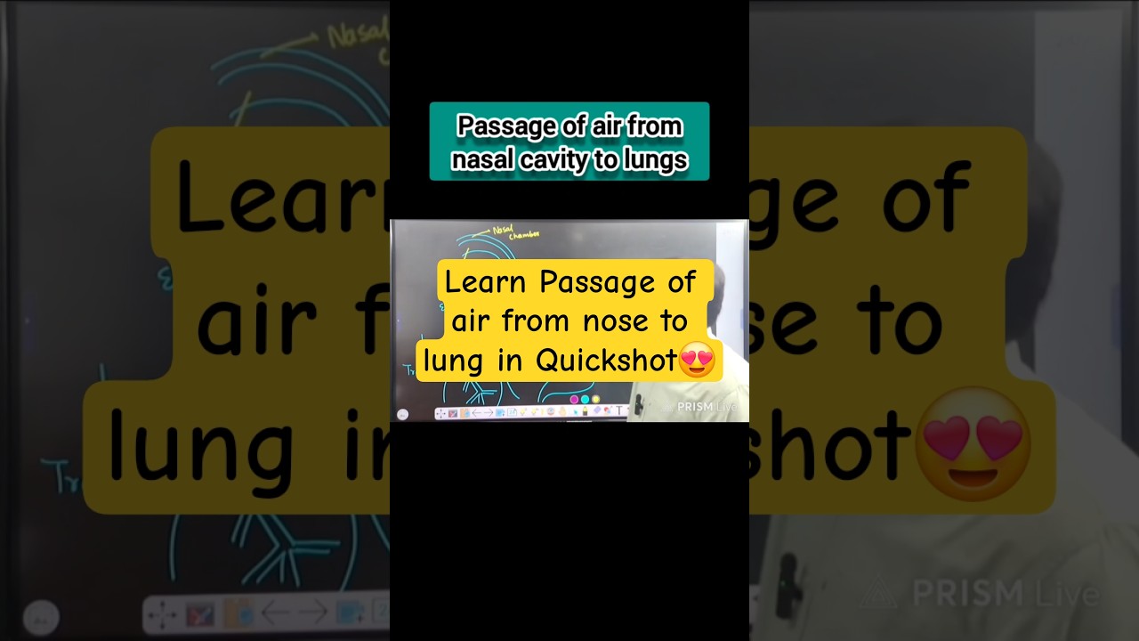 Passage of air ( Human respiratory system) || Breathing and respiration class 11|neetbiology 