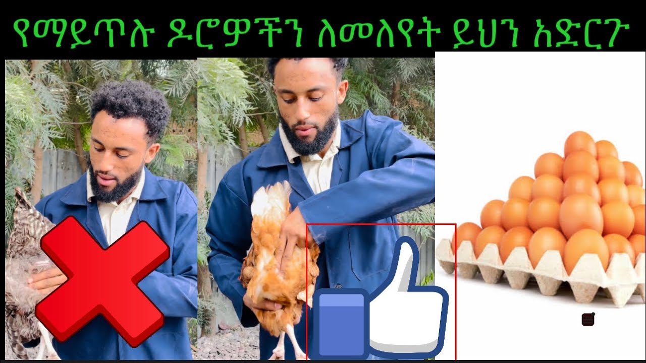 እንቁላል የማይጥሉትን ዶሮዎች ለመለየት ቀላል  ዘዴ ተጠቀሙ