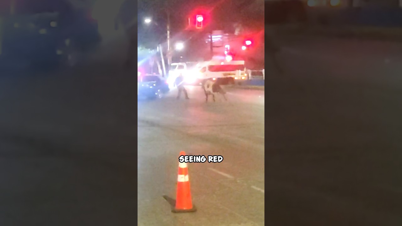 Epic Police Fail: Cop vs. Bull Goes Hilariously Wrong 😂 