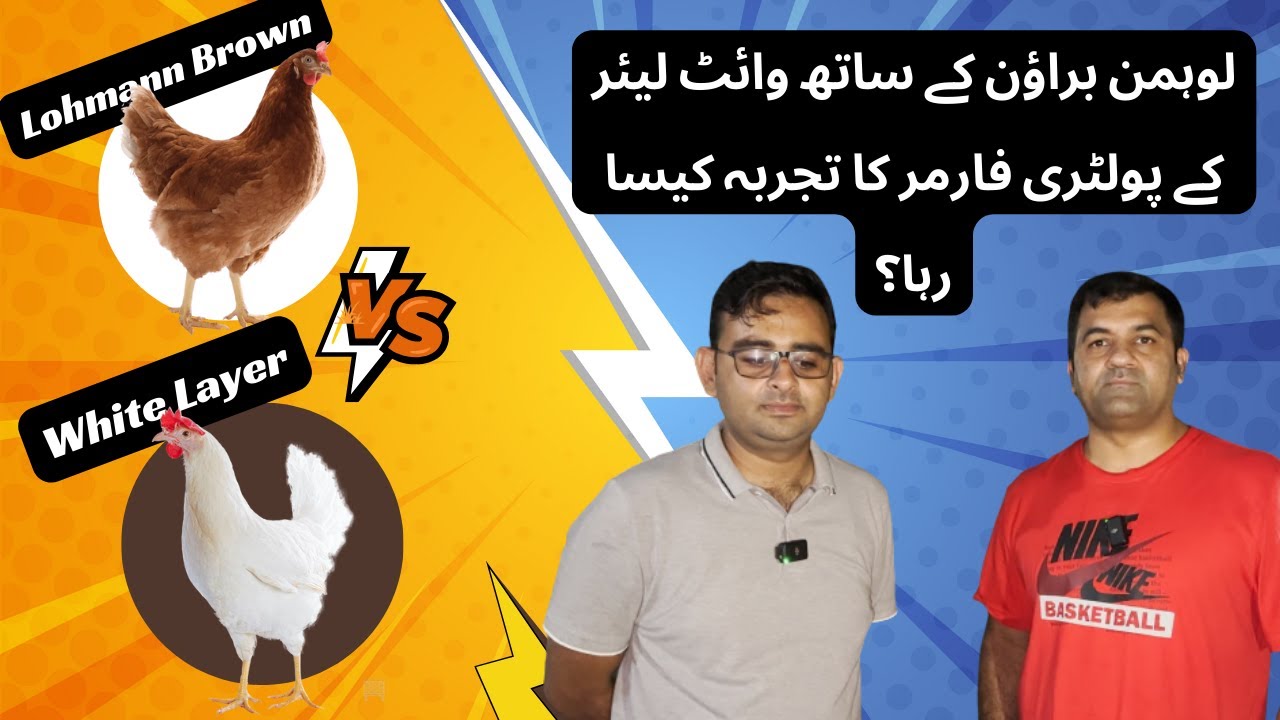 How was experience of White Layer Poultry Farmer with Lohmann Brown