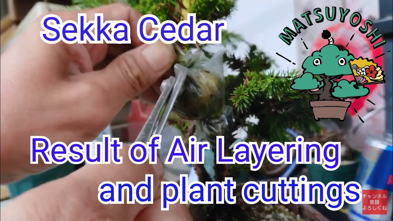 Air layering of Sekka cedar great result! Matsuyoshi Bonsai Academy