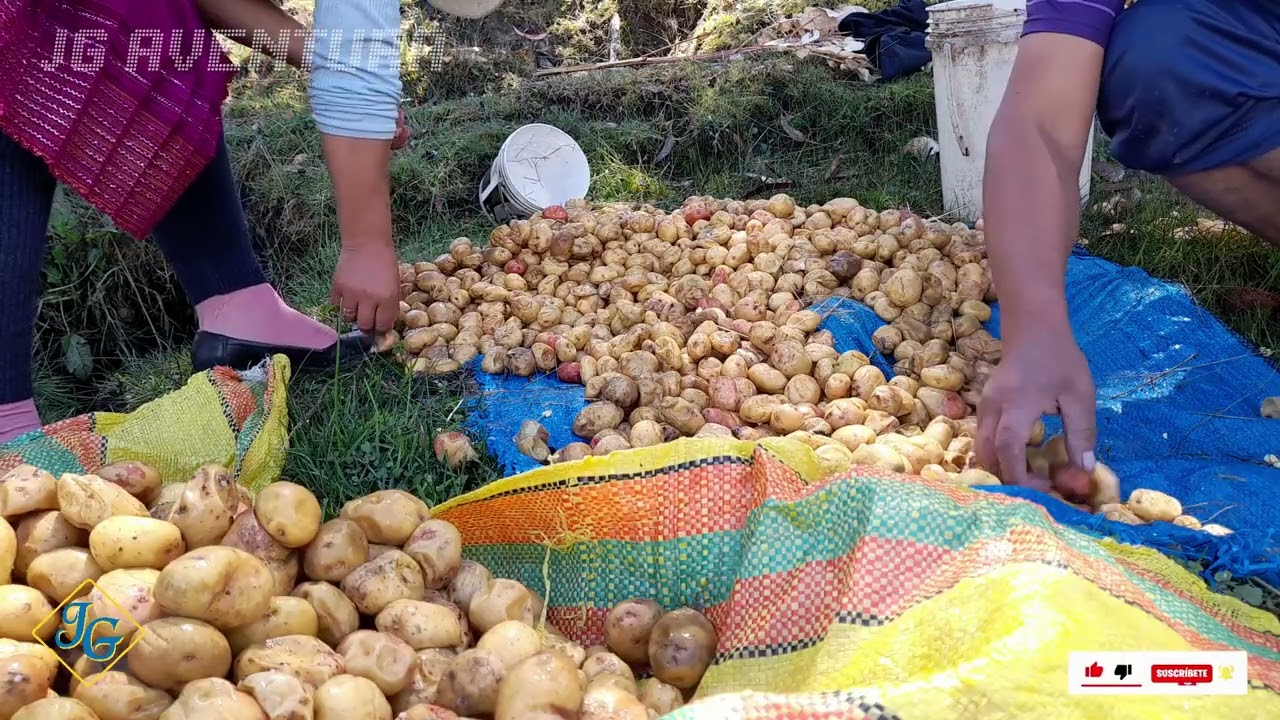 SACANDO TOCOSH DE PAPA / en mi Pueblito / Ancash - Perú