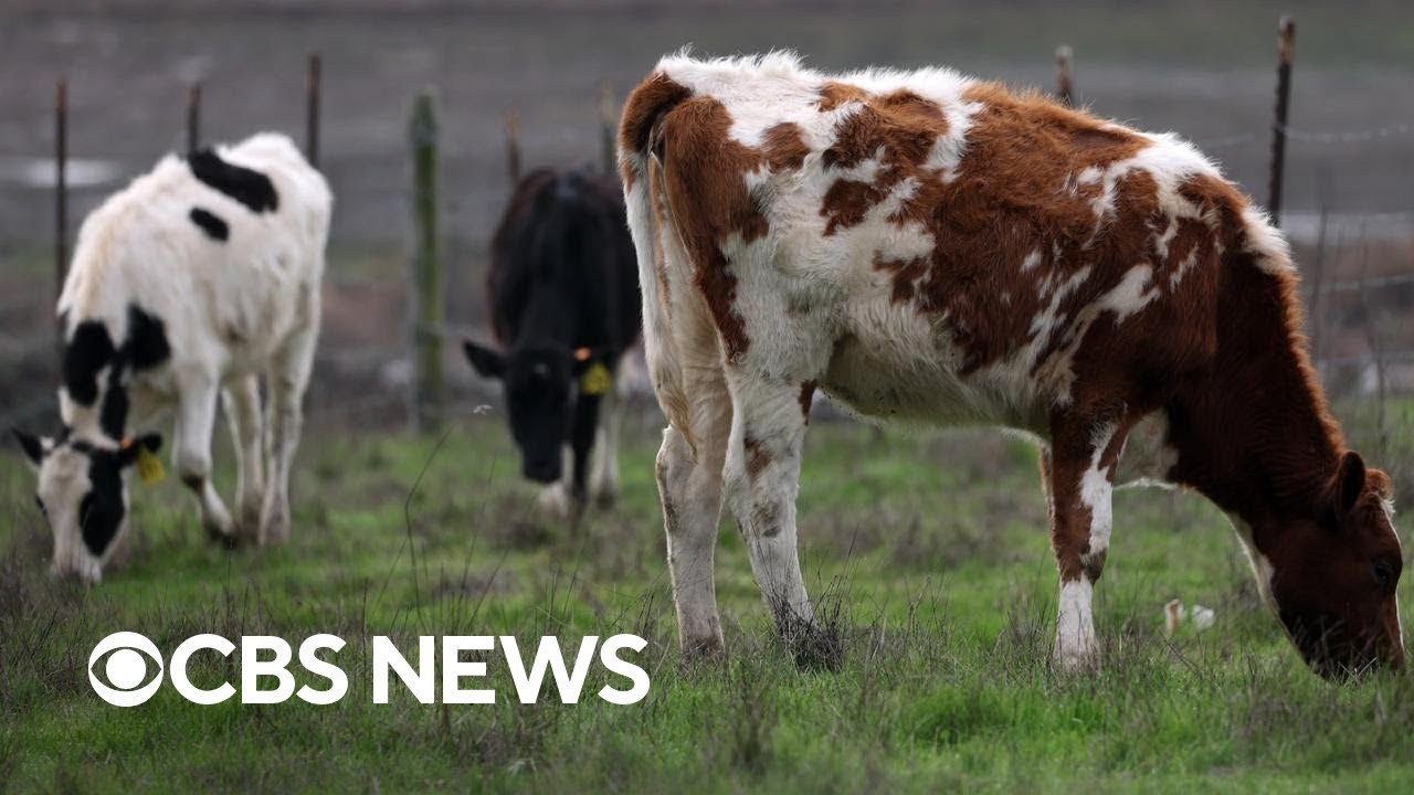 Why the new bird flu strain in cows is concerning