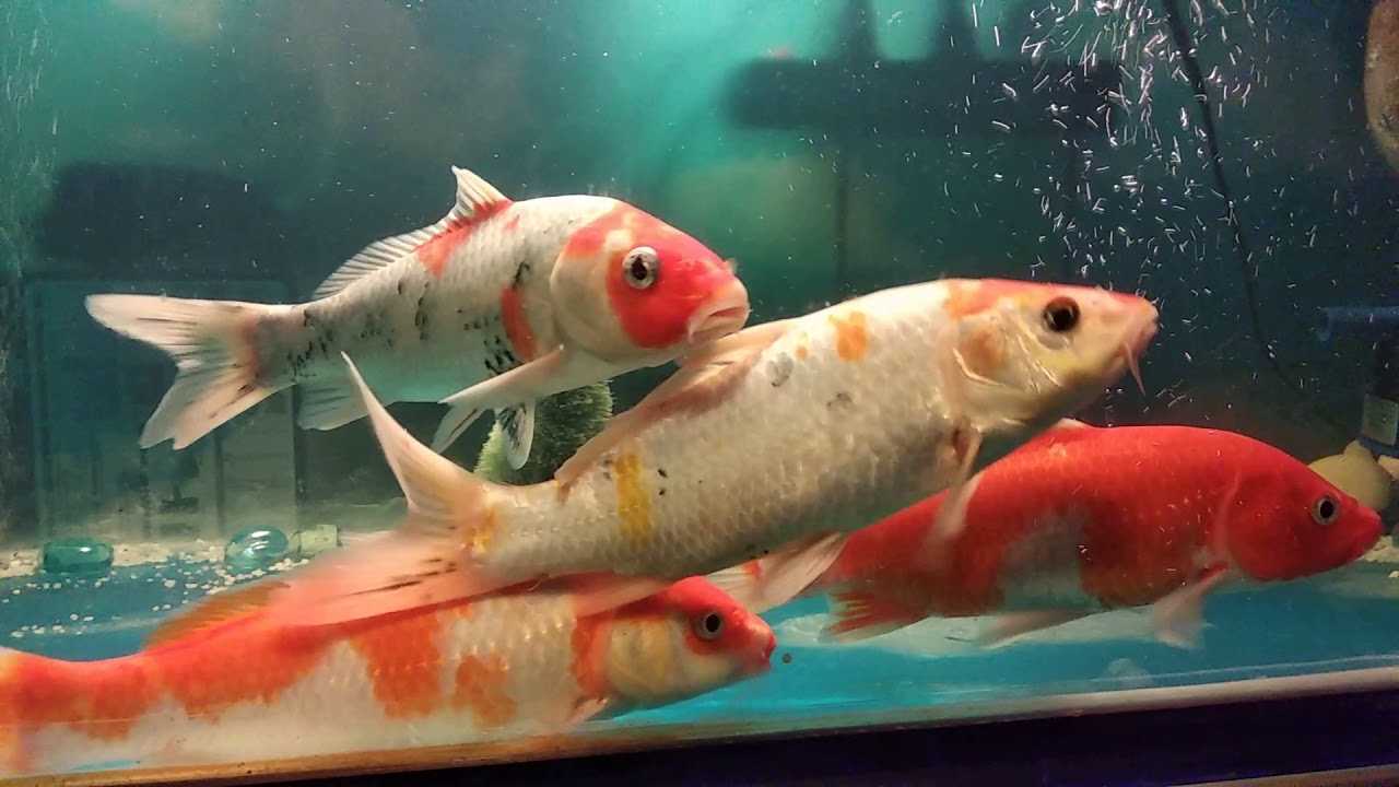 Becakoi