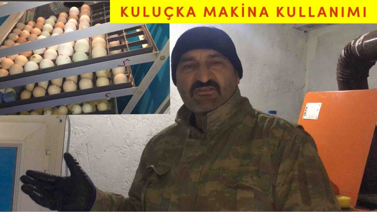 Kuluçka Makinasından Kaz Yumurtası Nasıl Çıkarılır?#kuluçkamakinası#Kazçıkımı#Tavukçıkımı