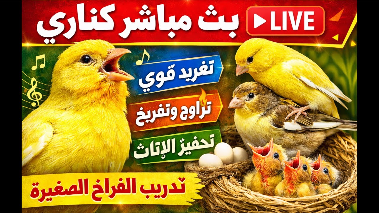 🔴 Canarios en Directo | Canto de Canarios 🎶 Cría y Apareo 🐦 Estimular Hembras y Entrenar Pichones
