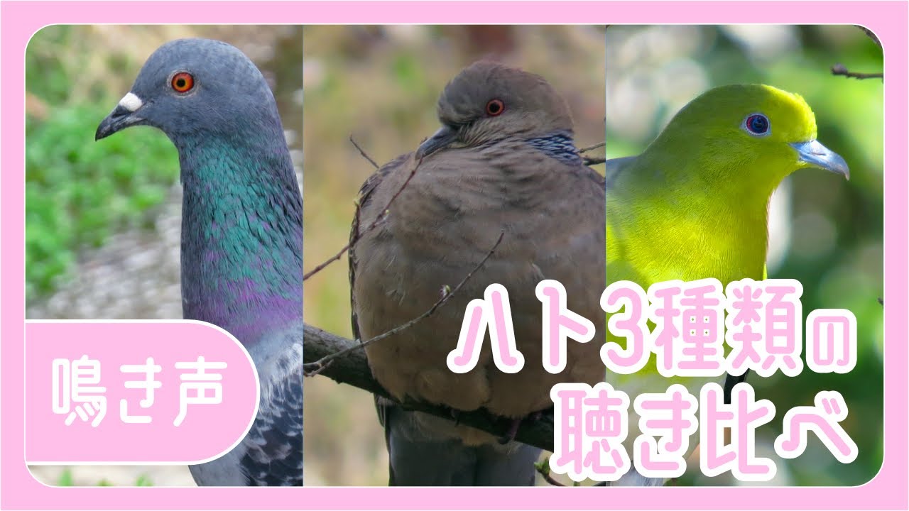ハト3種類の鳴き声♪聴き比べ【ドバト/キジバト/アオバト】