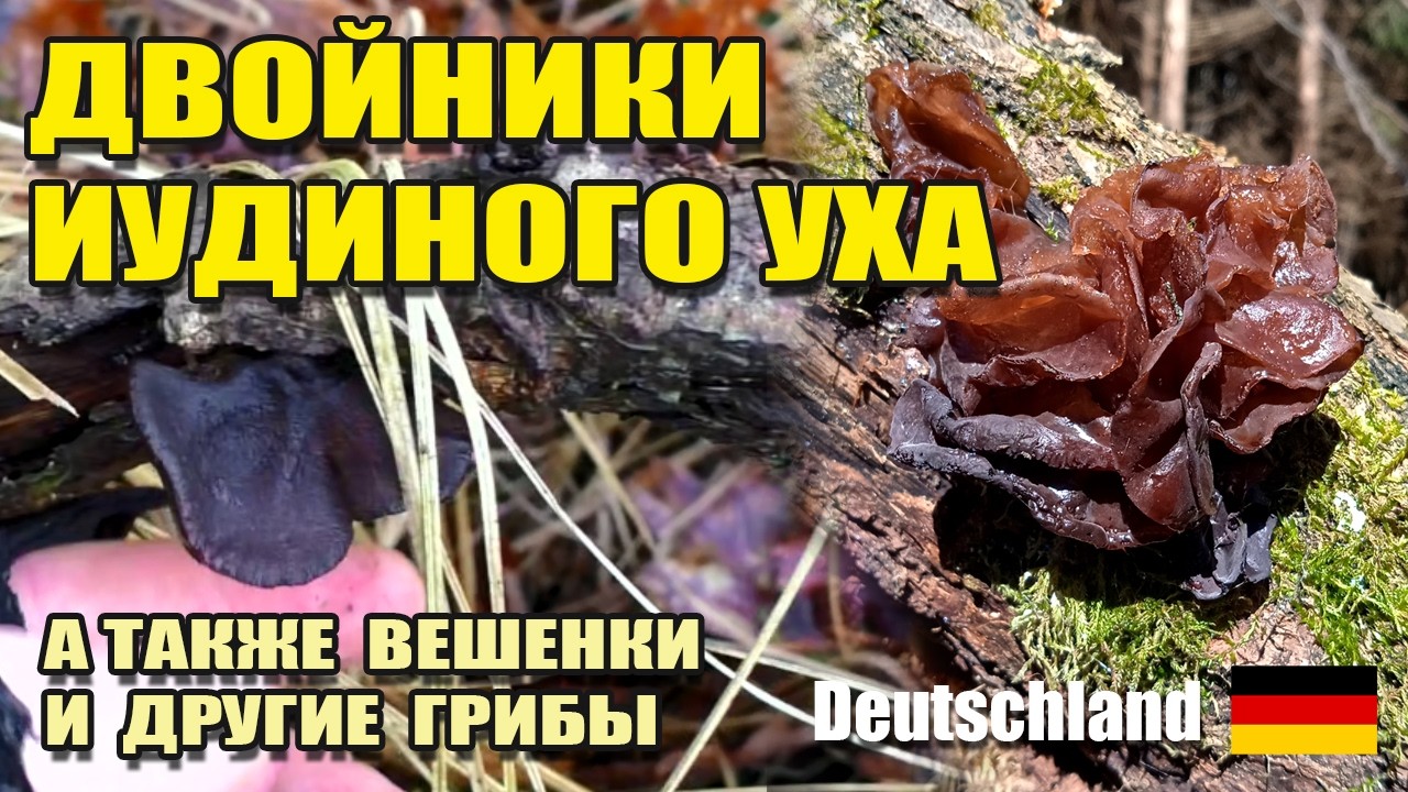 Двойники иудиного уха, вешенки и другие грибы Германии  Февраль