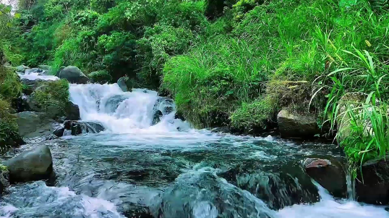Mountain Stream Flowing Water Sounds, Forest River, Sleep