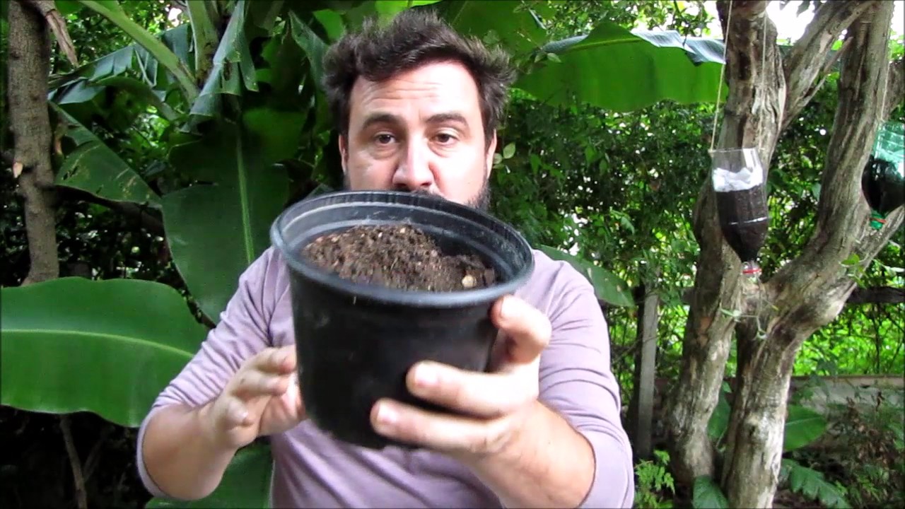 Como plantar couve em vasos
