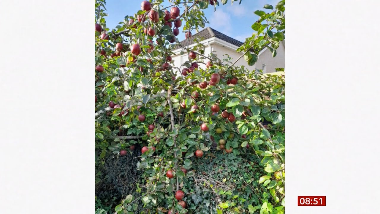 Apple boom: Why community orchards are on the rise (UK)