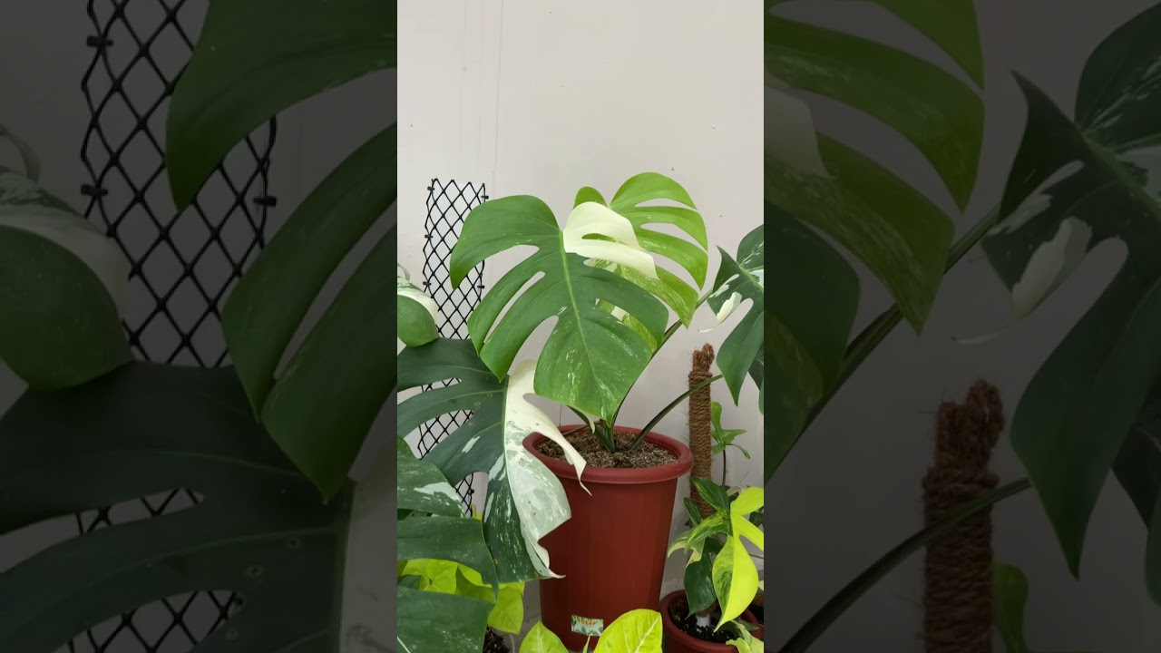 #monsteraplant