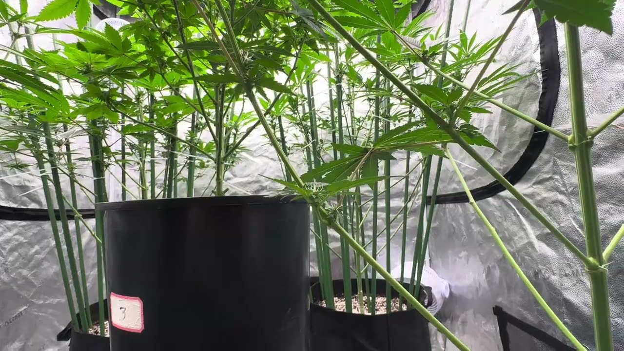 What does a pollen sac look like? Cannabis 101 lol 