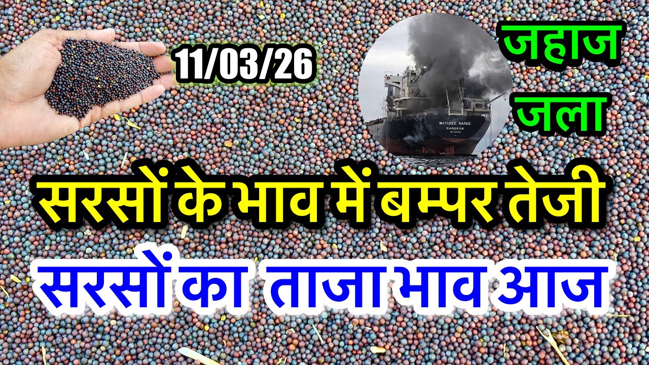 तीन मालवाहक जहाजों पर हमला, सरसों के भाव में आया जोरदार उछाल, नई सरसों का ताजा भाव आज का अलवर मंडी