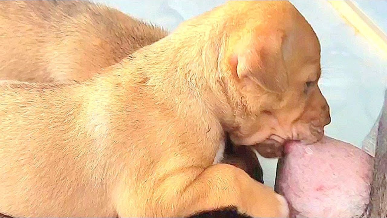 POOR DOG MOTHER NURSING NEW BABIES with BREASTFEEDING🥰🥰 #puppy #puppies #cute #doglover #doglovers