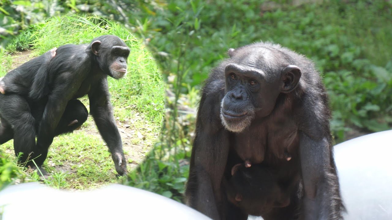 フクちゃんと赤ちゃんとチヨちゃん　かみね動物園　チンパンジー　202506