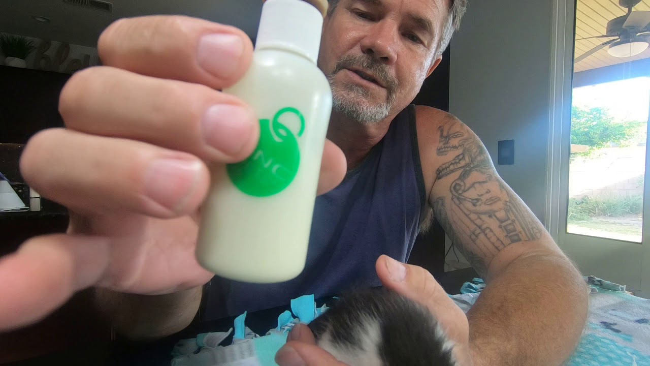 Bottle Feed a kitten Burping and Stimulating