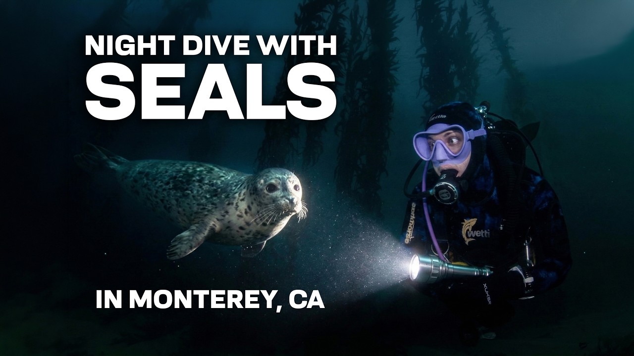 A Different Side to Harbor Seals