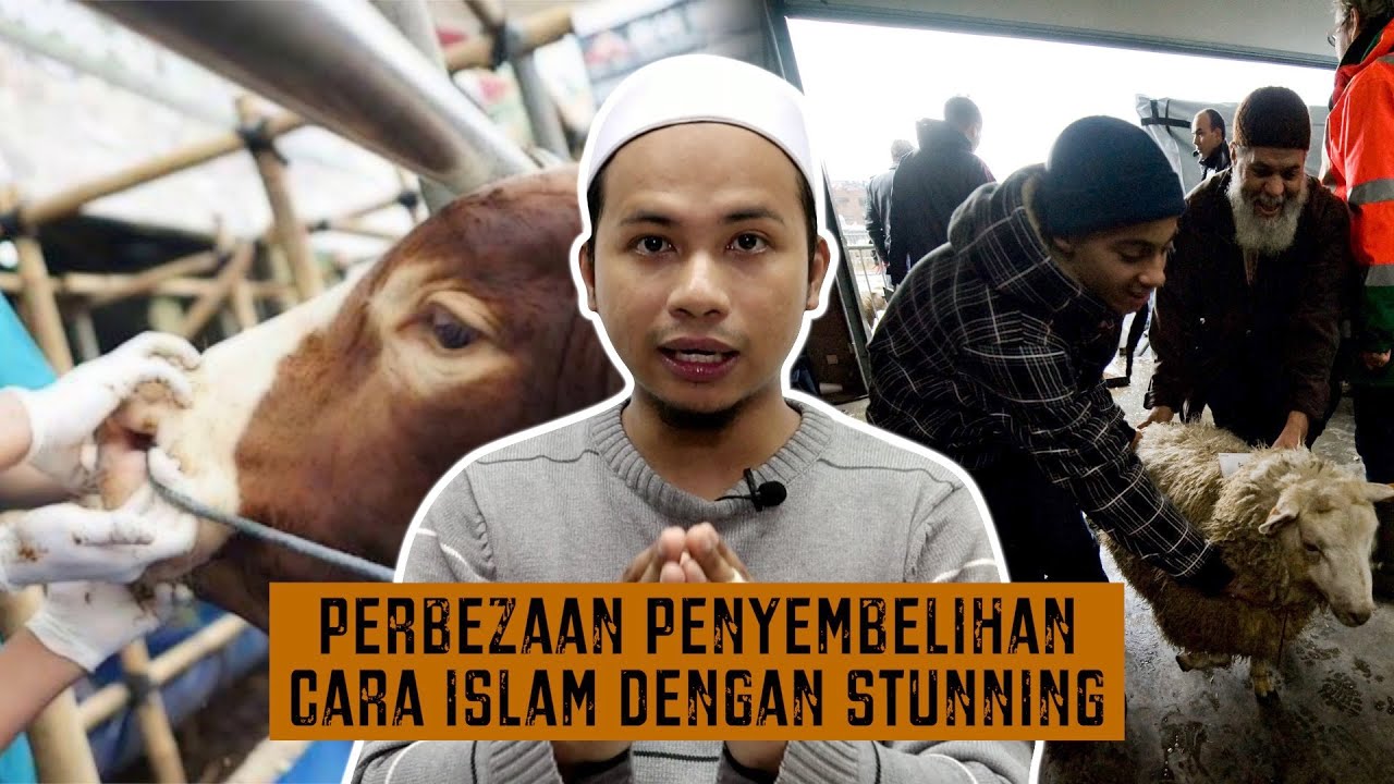 Perbezaan Penyembelihan Cara Islam dengan Stunning