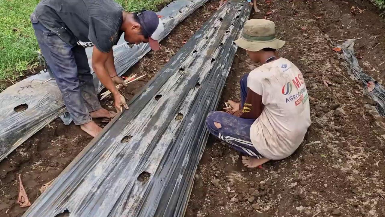 MANUAL BAMBOO INSERTION ON MULCH PLASTIC – SMART FARMER’S TECHNIQUE! - Agriculture Farming