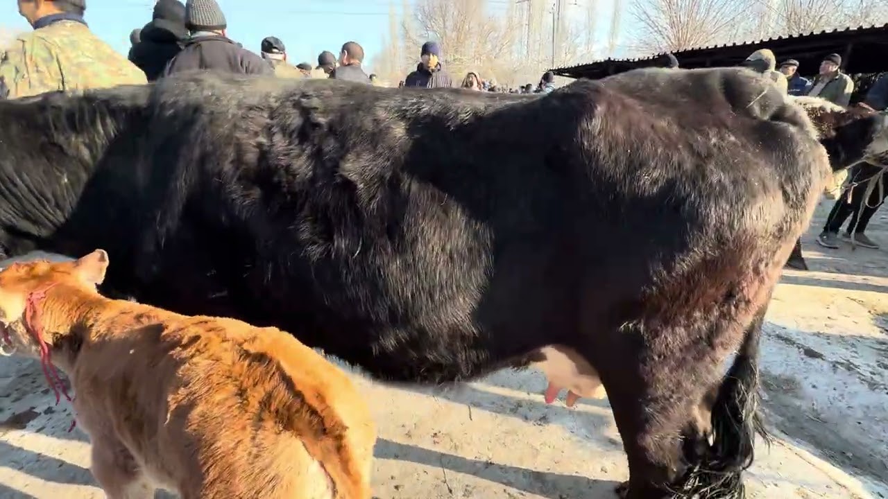 ANGREN MOL BOZORI SIGIRILAR QATORI 12.03.26 fermeruz #fermeruz #molbozor #sigirlar #toshkentmolbozor