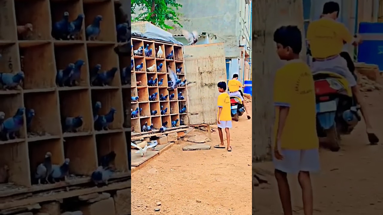 (புறாக்கள் என் உயிர் ) 🕊️❤️❤️#pigeon#love #trending #tamil #viral #subscribe #shorts #bird