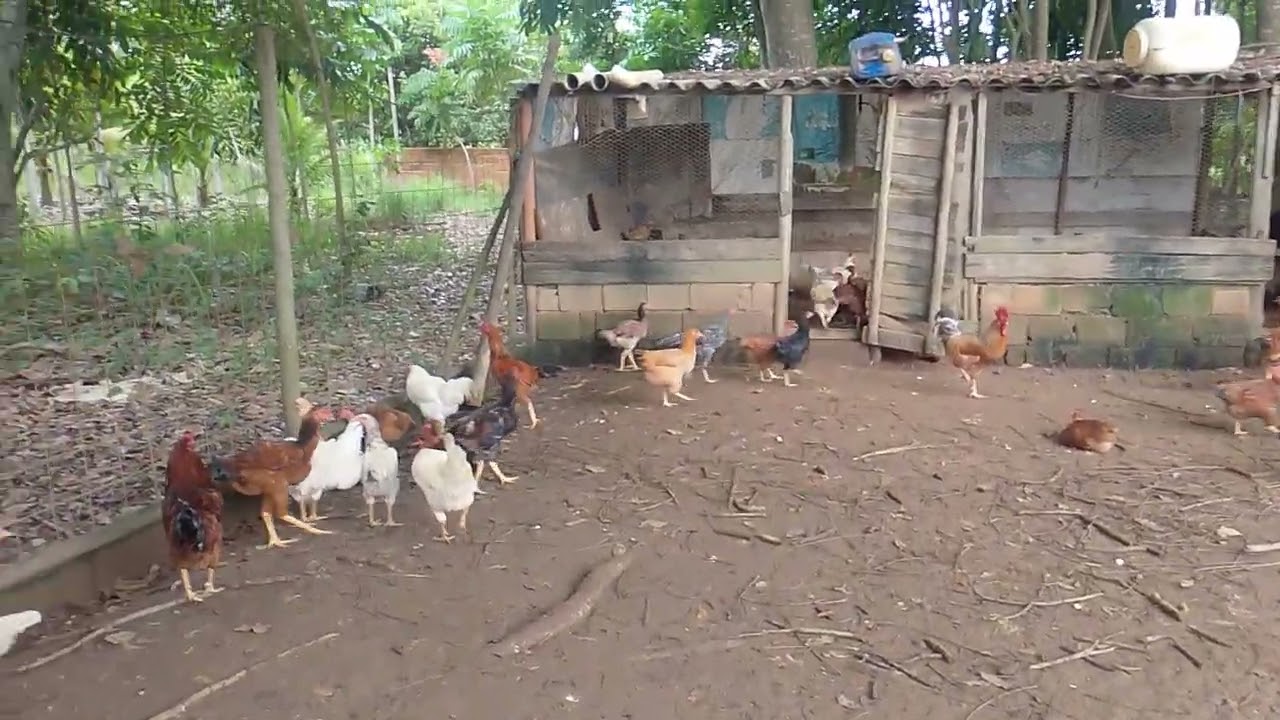Criatorio de galinha caipira porteira branca..nossa pequena criação.