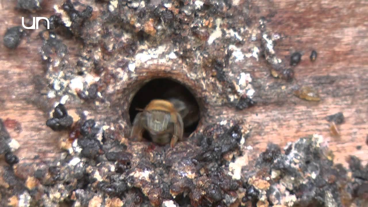 Generalidades de las abejas sin aguijón Universidad Nacional de Colombia-Sede Bogotá
