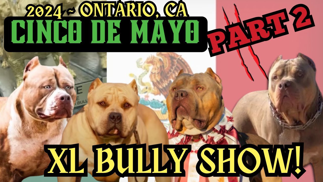 2024 Cinco De Mayo XL Bully Show Part 2 | @sambakennels @lolobulliez
