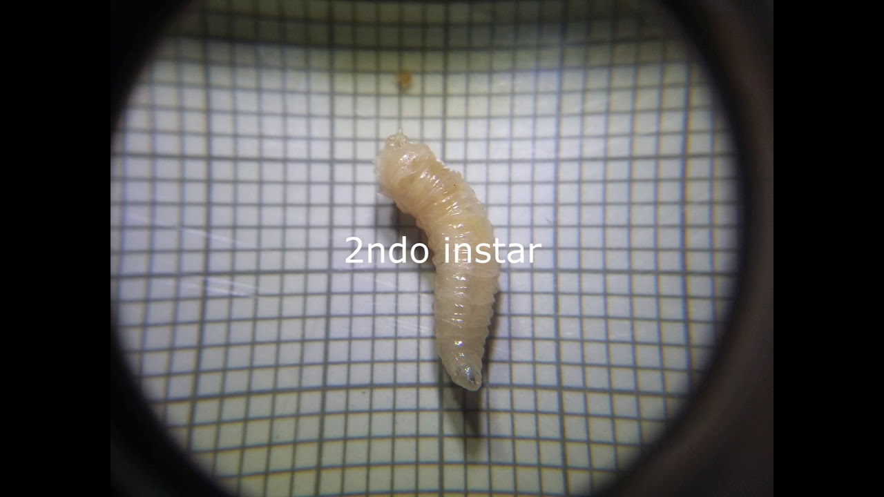 Ciclo de Vida | Diptera; Brachycera; Muscomorpha; Calliphoridae