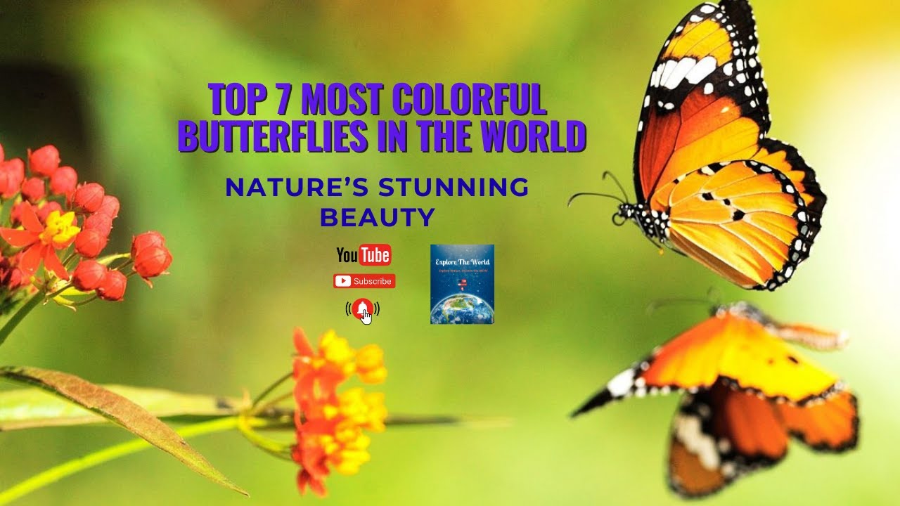 Top 7 Most Colorful Butterflies in the World  | Nature&rsquo;s Stunning Beauty