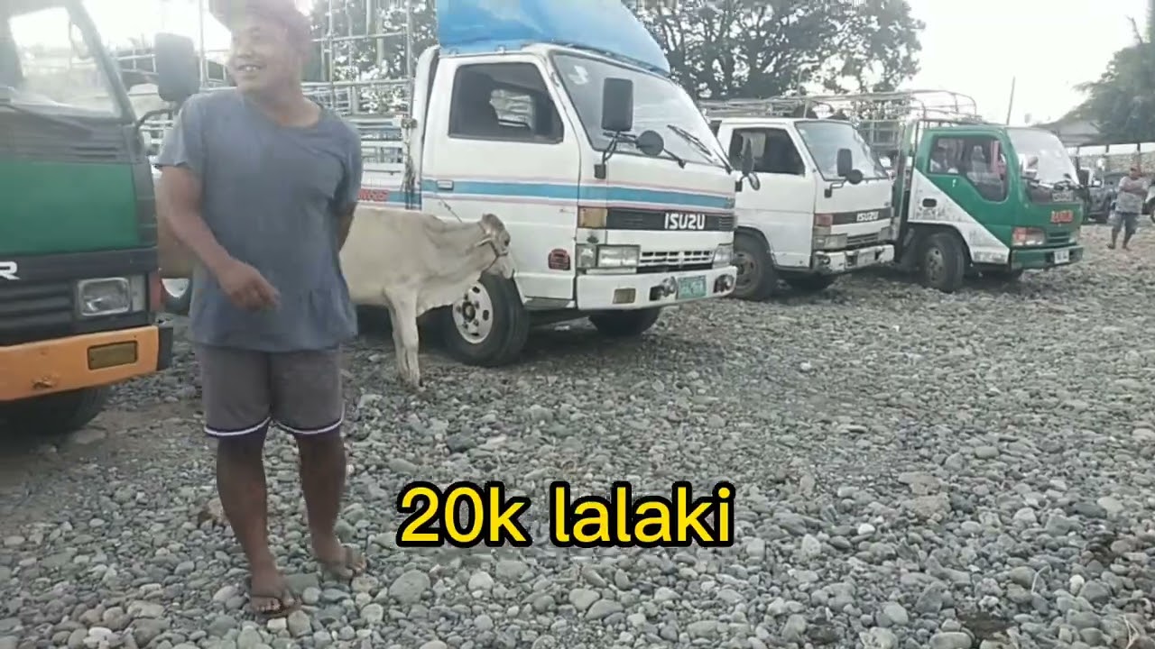 Dagsaan ang murang baka sa Ilocos livestock market