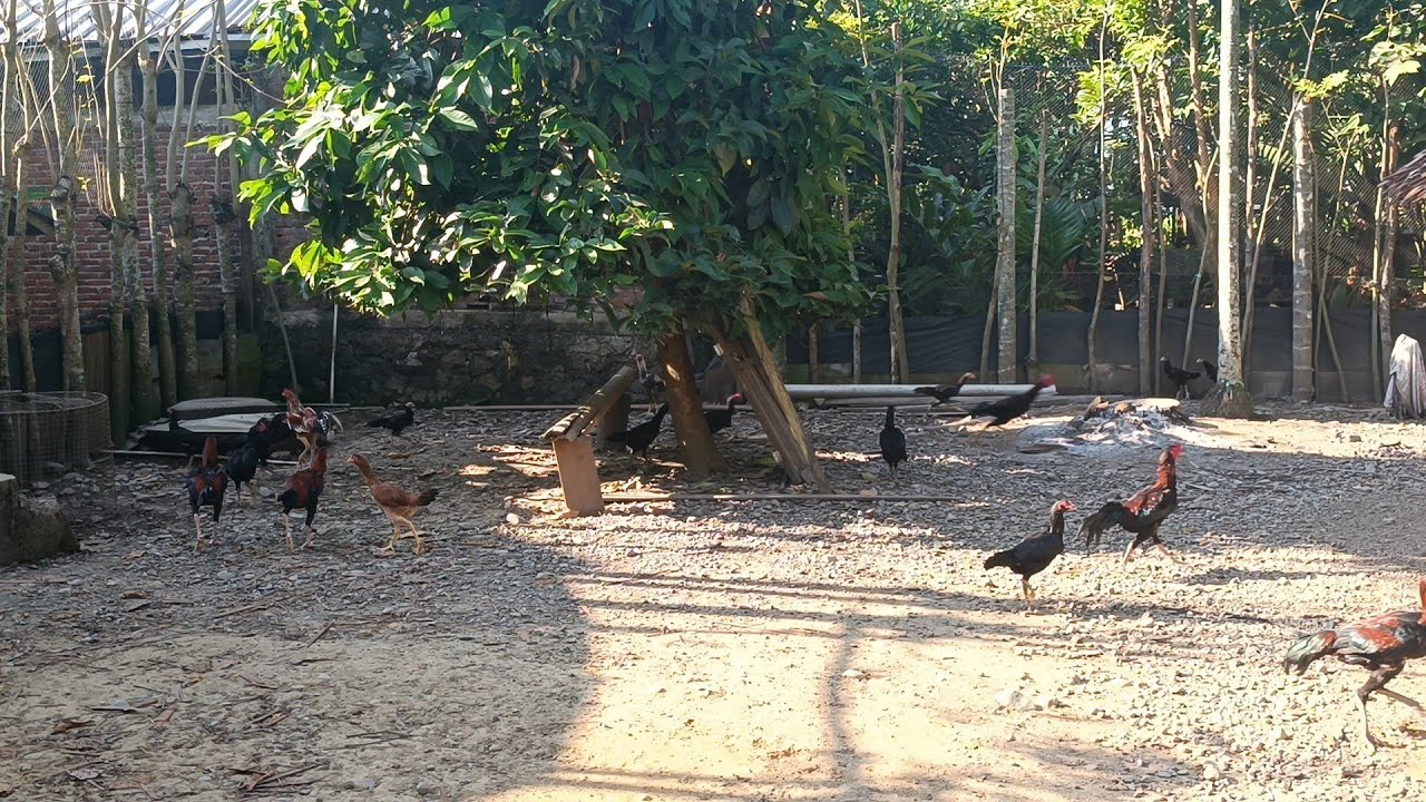 REVIEW PETERNAKAN AYAM KAMPUNG