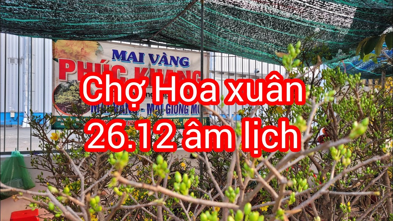 Xem những c&acirc;y mai tr&ecirc;n chợ hoa ng&agrave;y 26.12 &acirc;m lịch tại TPHCM