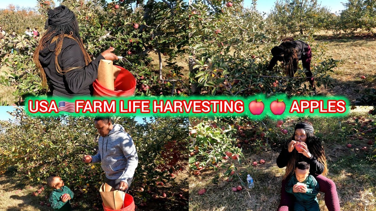 FARM DAY HARVESTING APPLES 🍎🍎HUKU 🇺🇸 USA WITH MY FAMILY