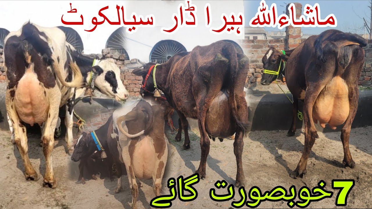 ماشاءاللہ ہیرا ڈار سیالکوٹ کی 7 خوبصورت سجر گائے برائےفروخت 24 فروری 2026 HajiArfazChannel