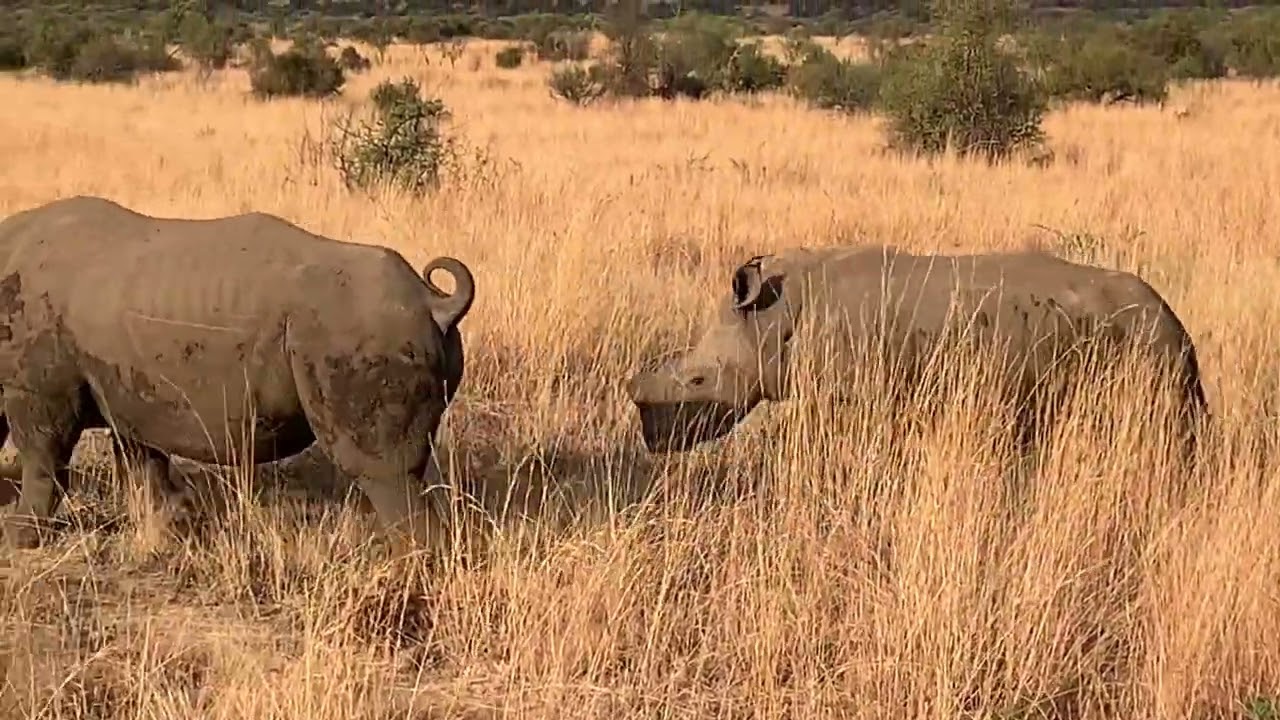 Sun City South Africa Safari 2
