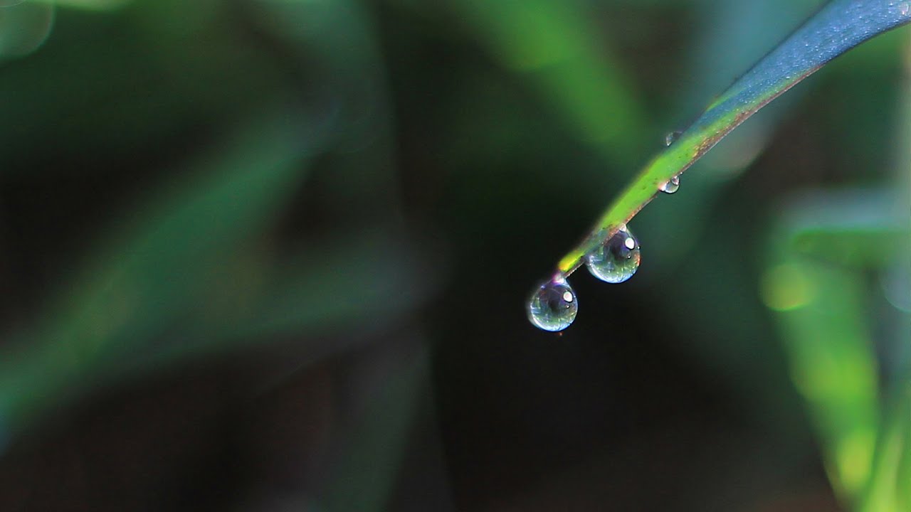 Sư Minh Niệm || Tham và Vô Tham || chùa Hoa Nghiêm, Hoa Kỳ || 16.10.2009