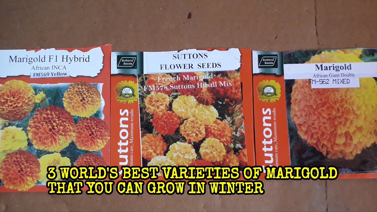 3 BEST VARIETIES OF MARIGOLD TO GROW IN WINTER
