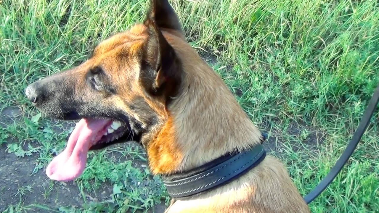 Felt Padded Adjustable Leather Belgian Malinois Collar