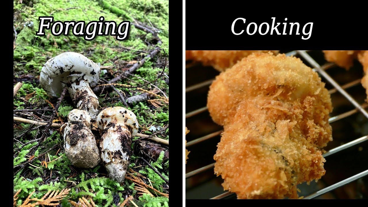 【Foraging Pine Mushroom】Cooking it Japanese Recipe / Whistler BC Canada