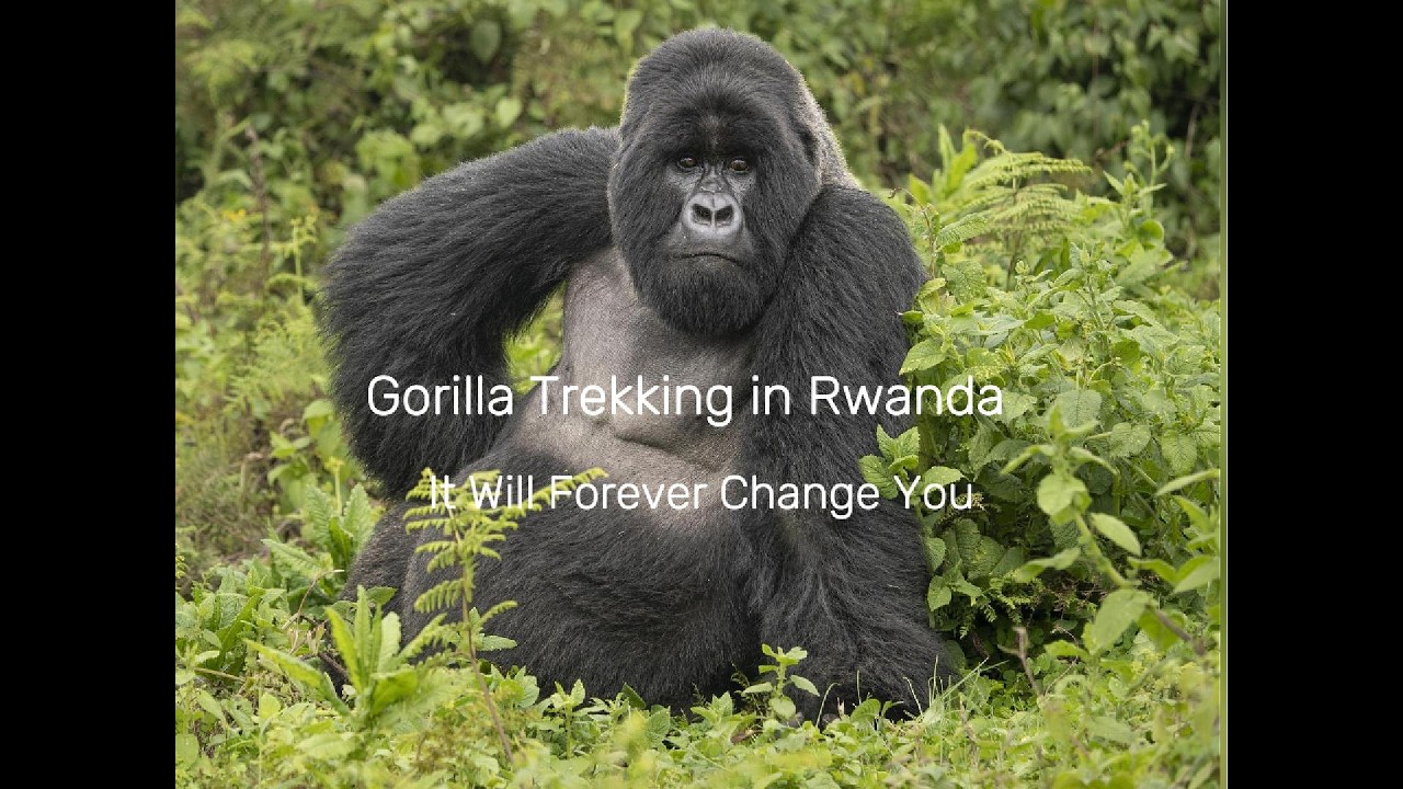 An Experience That Will Forever Change You: Gorilla Trekking in Rwanda