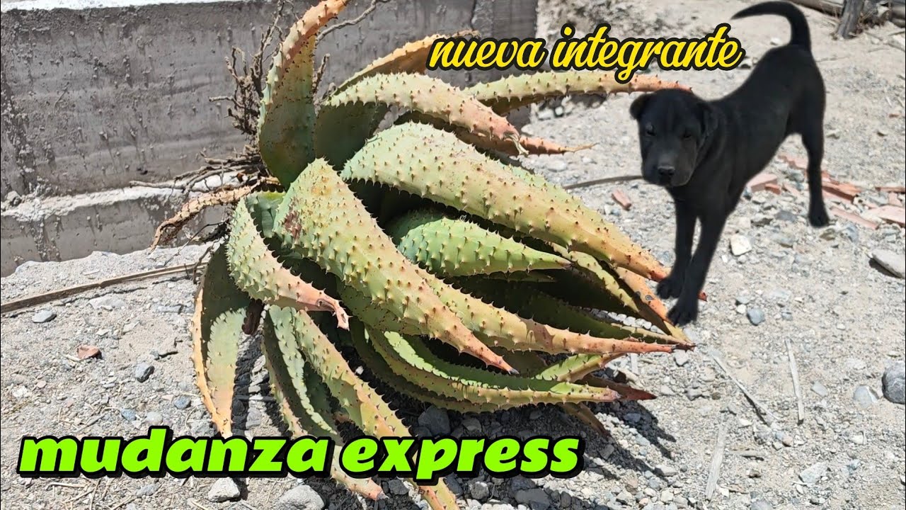 Mudanza express/ nueva integrante #adopcionresponsable 