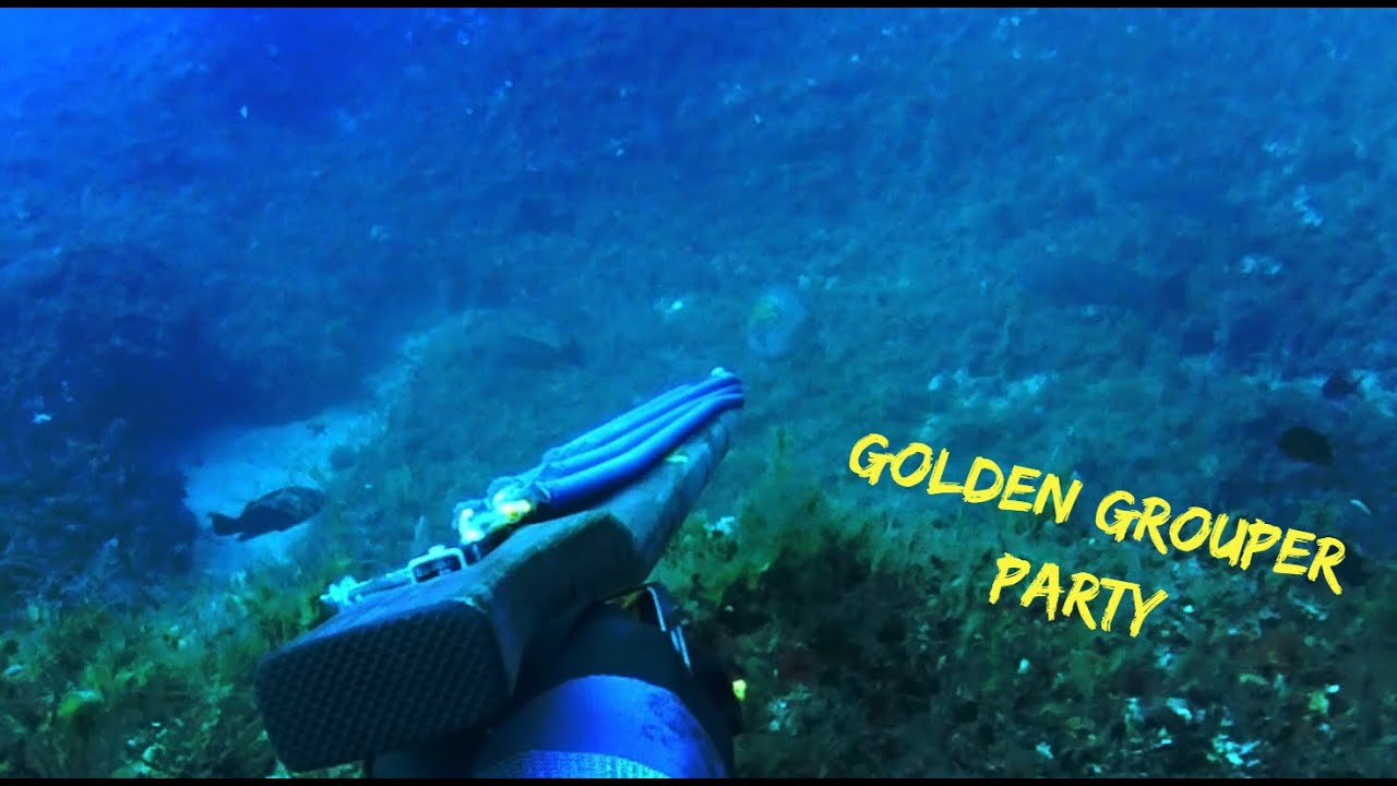 spearfishing adventures #49: Golden grouper party