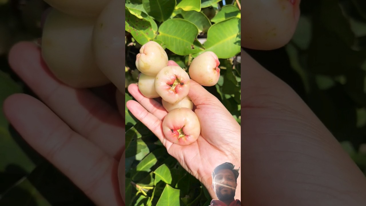 sweet water apple 🍎 #satisfying #fruit #gardening #fruitcutting